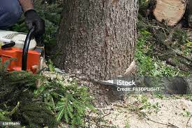 Pest Control for Lawns in Caryville, TN