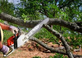 Best Tree Disease Treatment  in Caryville, TN