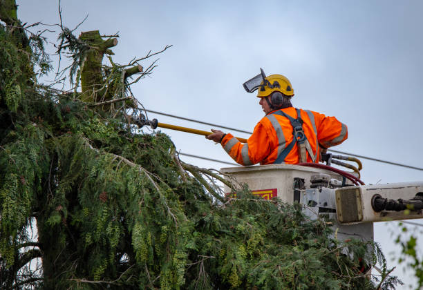Best Tree Trimming and Pruning  in Caryville, TN