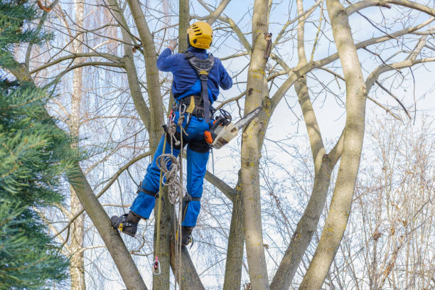 Best Tree and Shrub Care  in Caryville, TN