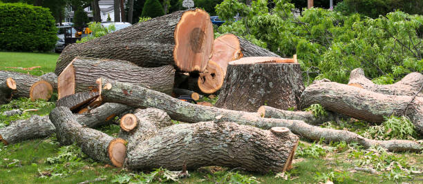 Best Emergency Tree Removal  in Caryville, TN
