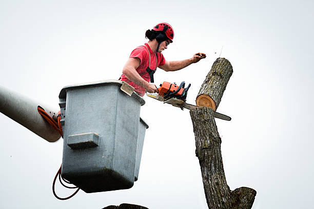 Best Tree Maintenance Programs  in Caryville, TN