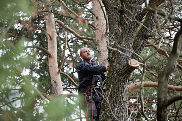 Trusted Caryville, TN Tree Care Experts