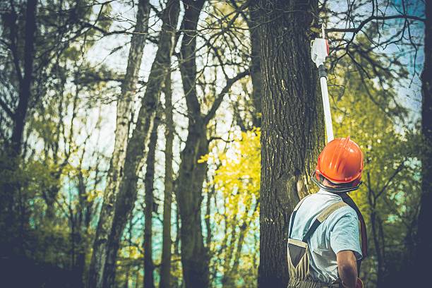 How Our Tree Care Process Works  in  Caryville, TN